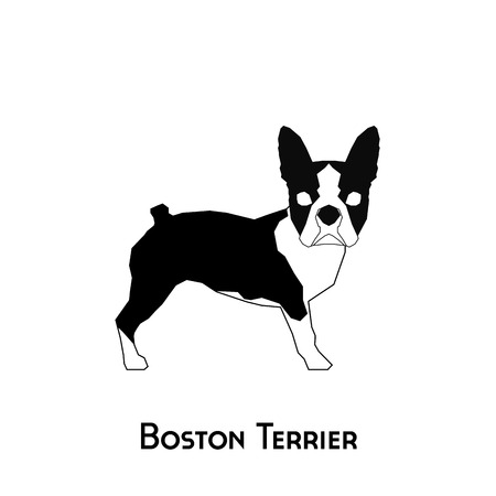 Isolated silhouette of a boston terrier on a white backgroundのイラスト素材