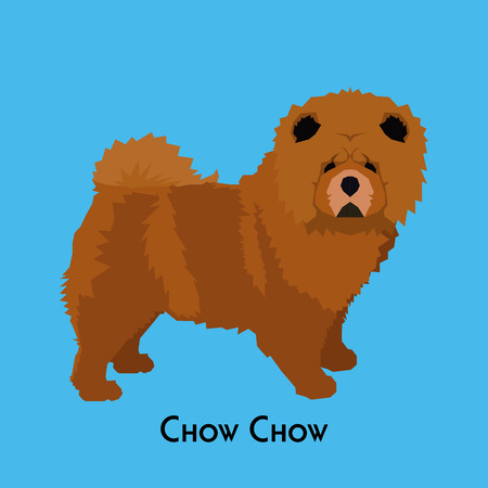 Isolated chow chow on a blue backgroundのイラスト素材