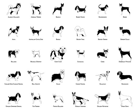 Set of silhouettes of different dog breeds on a white backgroundのイラスト素材