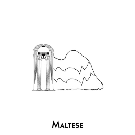 Isolated silhouette of a cute Maltese on a white backgroundのイラスト素材