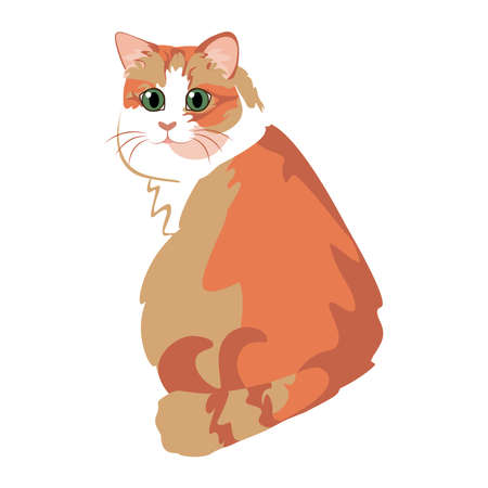 Isolated somali cat breed animals icon - Vectorのイラスト素材