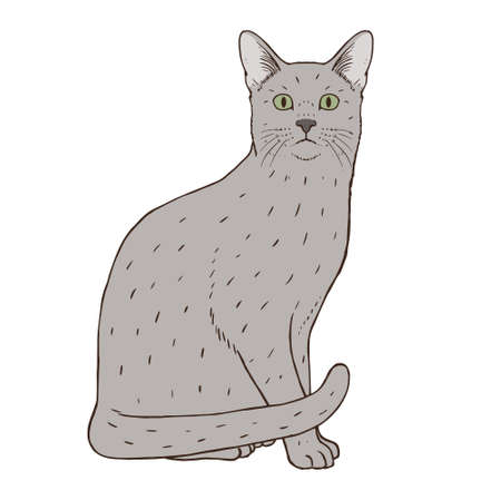 Isolated realistic cat image Vector illustration designのイラスト素材