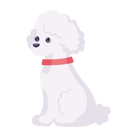 Isolated cute french poodle dog breed cartoon Vector illustrationのイラスト素材