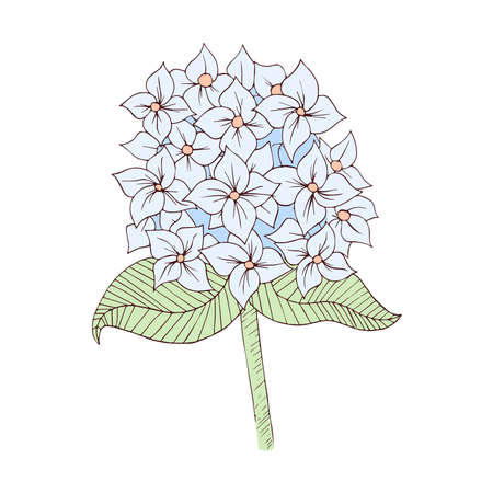 Isolated sketch of a flower Spring time Vector illustrationのイラスト素材