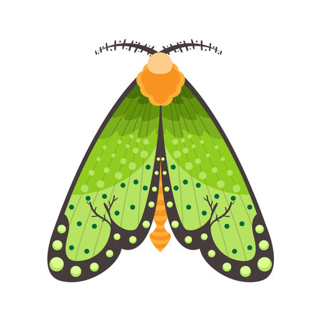 Isolated green moth vector illustrationのイラスト素材
