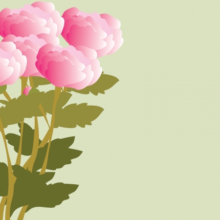 Peonies backgroundsのイラスト素材
