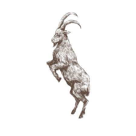 Goat hand drawn isolated on a white backgroundsのイラスト素材