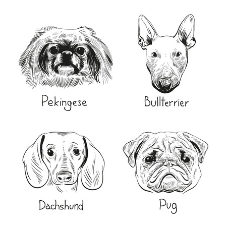 Set of hand drawn dogs, vector illustrationのイラスト素材