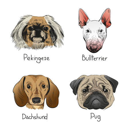 Set of hand drawn dogs, vector illustrationのイラスト素材