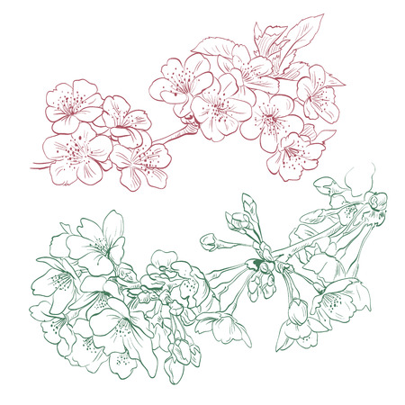 Flowers hand drawn, vector illustrationのイラスト素材