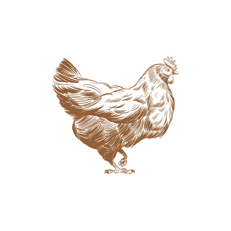 Hand drawn rooster sketch element design. Vector illustrationのイラスト素材