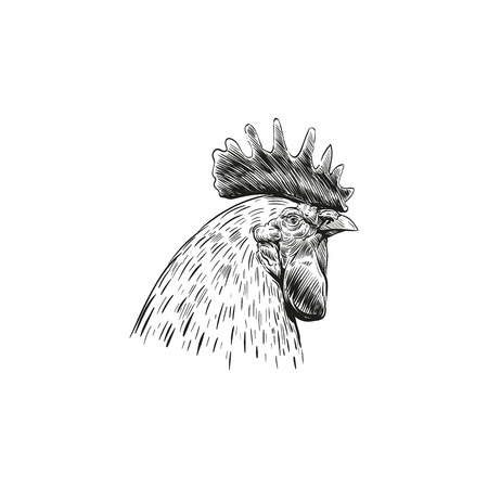 Hand drawn rooster sketch element design. Vector illustrationのイラスト素材
