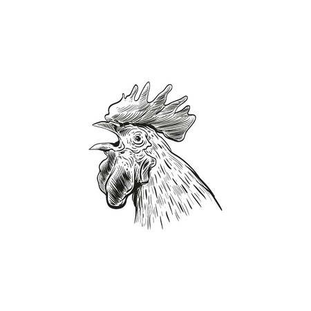 Hand drawn rooster sketch element design. Vector illustrationのイラスト素材
