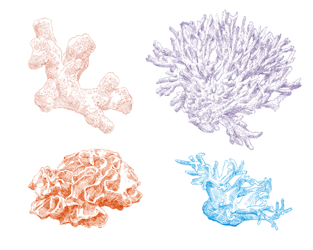 Corals hand drawn set. Vector illustration.のイラスト素材