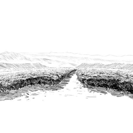 Tea plantations. Ceylon. Sri Lanka. Hand drawn vector illustration.のイラスト素材