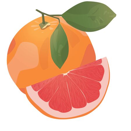 Realistic citrus image. Red oranges fruits and slices isolated on white background. Grapefruitのイラスト素材