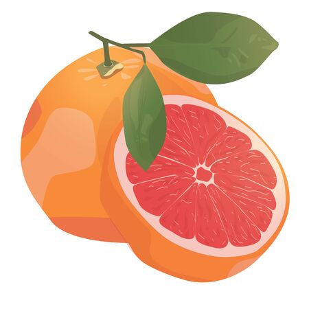 Realistic citrus image Red oranges fruits and slices with leaf isolated on white background.のイラスト素材