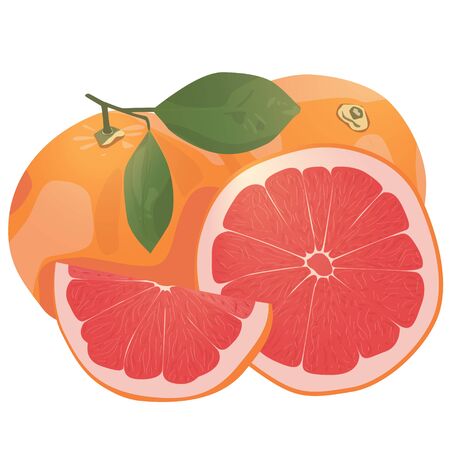 Realistic citrus image. Red oranges fruits and slices with leaf isolated on white background.のイラスト素材