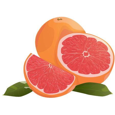 Realistic citrus image Red oranges fruits and slices with leaf isolated on white background.のイラスト素材