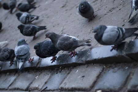 Doves on the pavement on the street. Photo.の写真素材