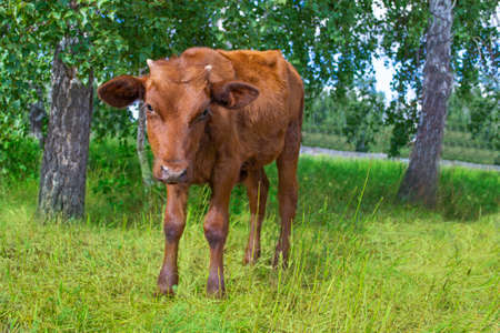 A small brown calf grazes near trees in a pasture.の写真素材