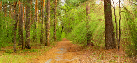 Panorama of the spring forest, with the road going into the distance. Sun rays in the forest through...