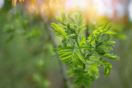 Green foliage at sunrise close-up. Blurring the backgroundの写真素材