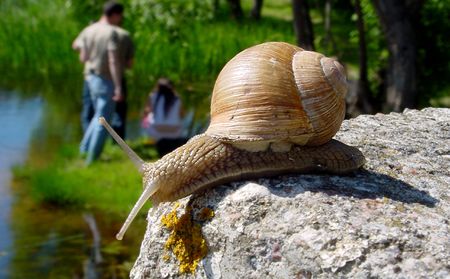 The snailの写真素材