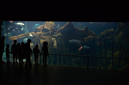 Children at aquariumの写真素材