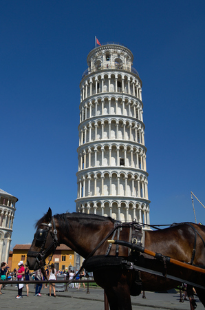 Horse in front of Leaning tower of Pisaの写真素材