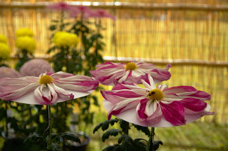 bee on a flower during an exhibitionの写真素材