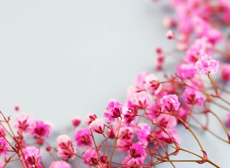 purple flowers on a blue background top view. lots of spring flowers close upの写真素材
