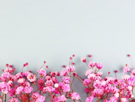 purple flowers on a blue background top view. lots of spring flowers close upの写真素材