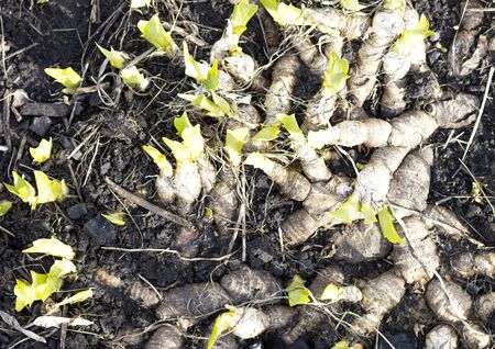 A group of spring irises with rhizomes, exposed roots, top view. green leaves of perennial bulbous flowersの写真素材