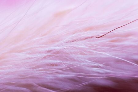 structure of a pink bird feather with villi close - up for background. macrophotography of an animalの写真素材