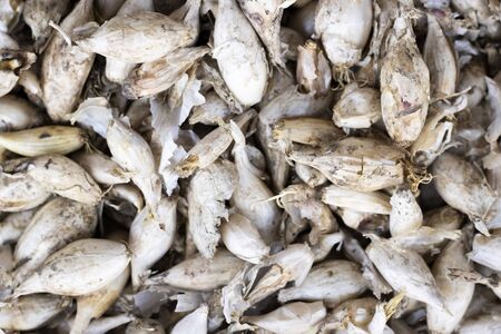 raw garlic for the background, top view. background of decomposed garlic seeds
