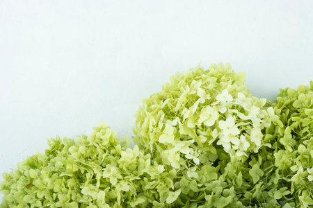 beautiful flower background of hydrangea in light colors, top view, space for text. background for...