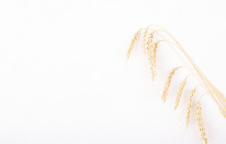 dry wheat ears isolated on a white background, space for text. the concept of autumn and harvestの写真素材