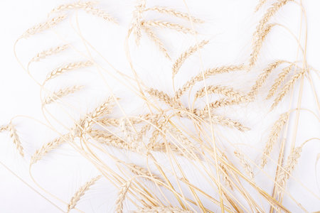 a bunch of Golden wheat ears on a white background. the concept of autumn and harvestの写真素材