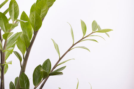 green house plant zamiokulkas on a white background. interior decorative plantsの写真素材