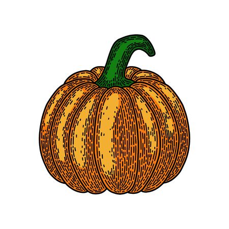 Pumpkin isolated on white background. Old vintage style hand drawing engraved. Design element for banner, menu, poster, web.のイラスト素材