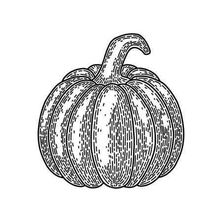 Halloween pumpkin isolated on white background. Old vintage style hand drawing engraved. Design element for banner, menu, poster, web.のイラスト素材