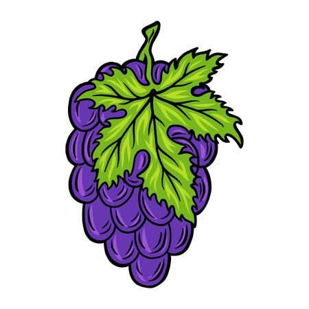 Vintage retro bunch of grapes isolated vector illustration on a white background. Design element for logo, badge, tattoo, banner, poster.のイラスト素材