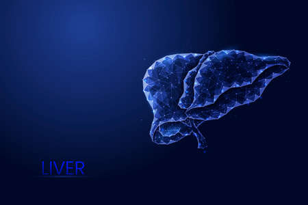 Human liver and gallbladder low poly vector illustration. Concept of regeneration and diseases of...