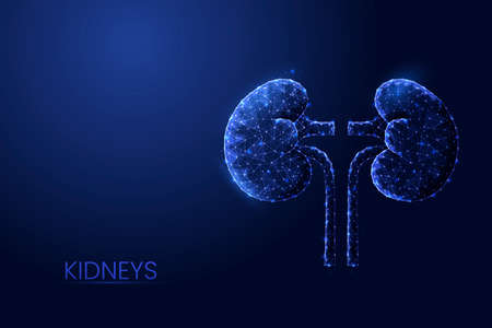 Human kidneys low poly concept vector illustration.のイラスト素材