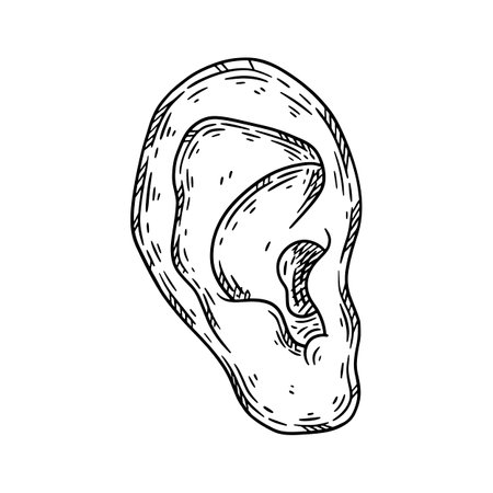 human ear hand drawn sketch. vector illustration.のイラスト素材