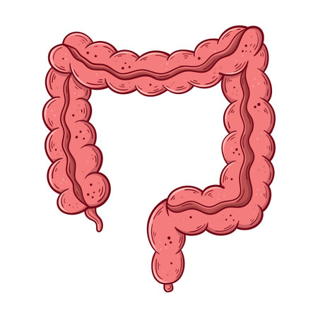 Human large intestine hand drawn cartoon simple vector illustration. medicine and anatomy.
