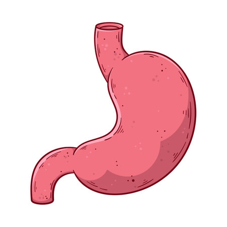 Human stomach hand drawn cartoon simple vector illustration. medicine and anatomy.のイラスト素材
