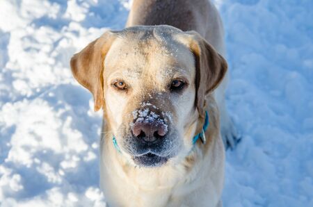 cute Labrador Retriever with snow on his nose looks seriousの写真素材