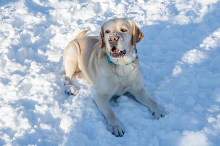 Labrador Retriever in the snowの写真素材